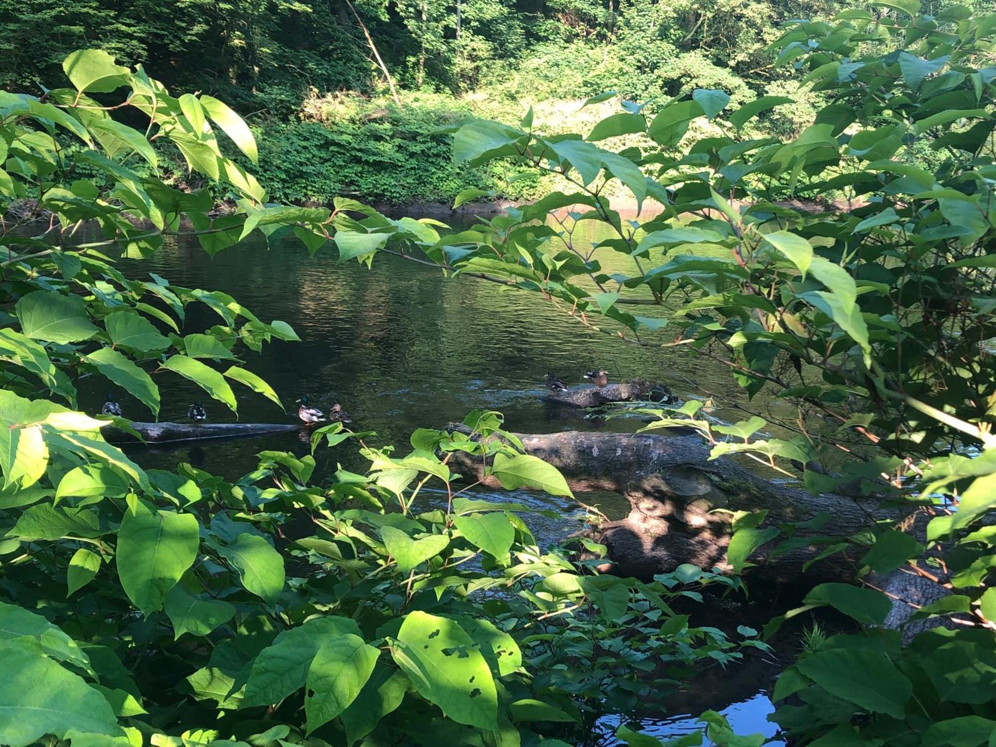 Gartenblick Leichlingen Dış mekan fotoğraf